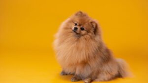 Cómo Detectar y Prevenir Enfermedades Comunes en Mascotas