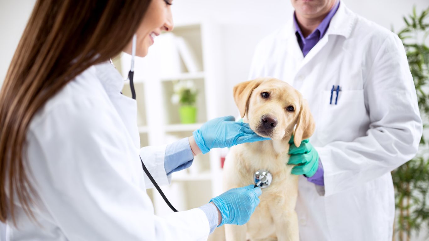 Beneficios de la Medicina Alternativa en el Cuidado de tu Mascota Beneficios de la Medicina Alternativa en el Cuidado de tu Mascota