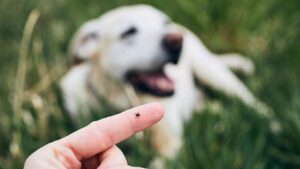 Cómo Detectar y Prevenir Enfermedades Comunes en Mascotas