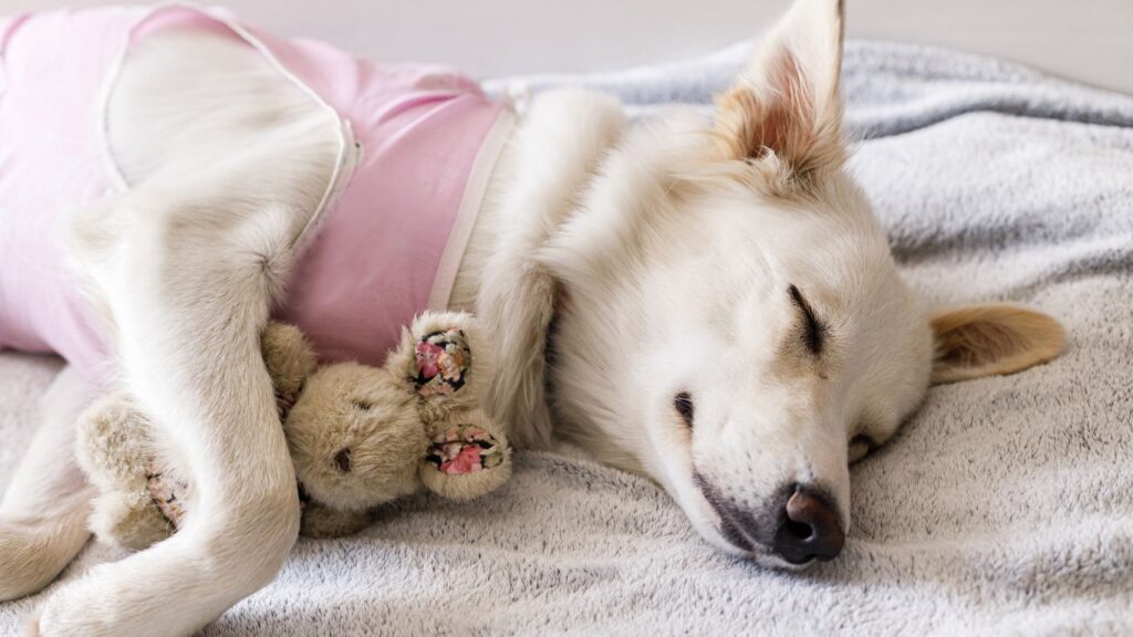 La Importancia de la Esterilización en la Salud de tu Mascota
