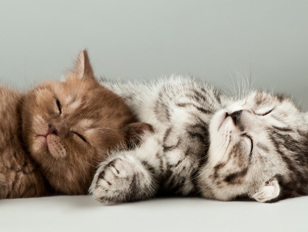 ¿Qué productos necesita mi gato recién adoptado?