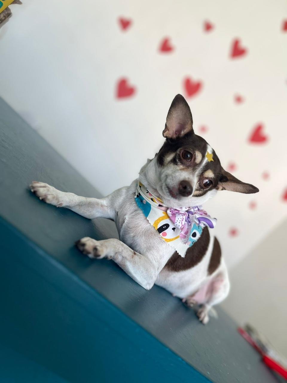 veterinaria para perros y gatos en león Chihuahua en Estética BaDog León