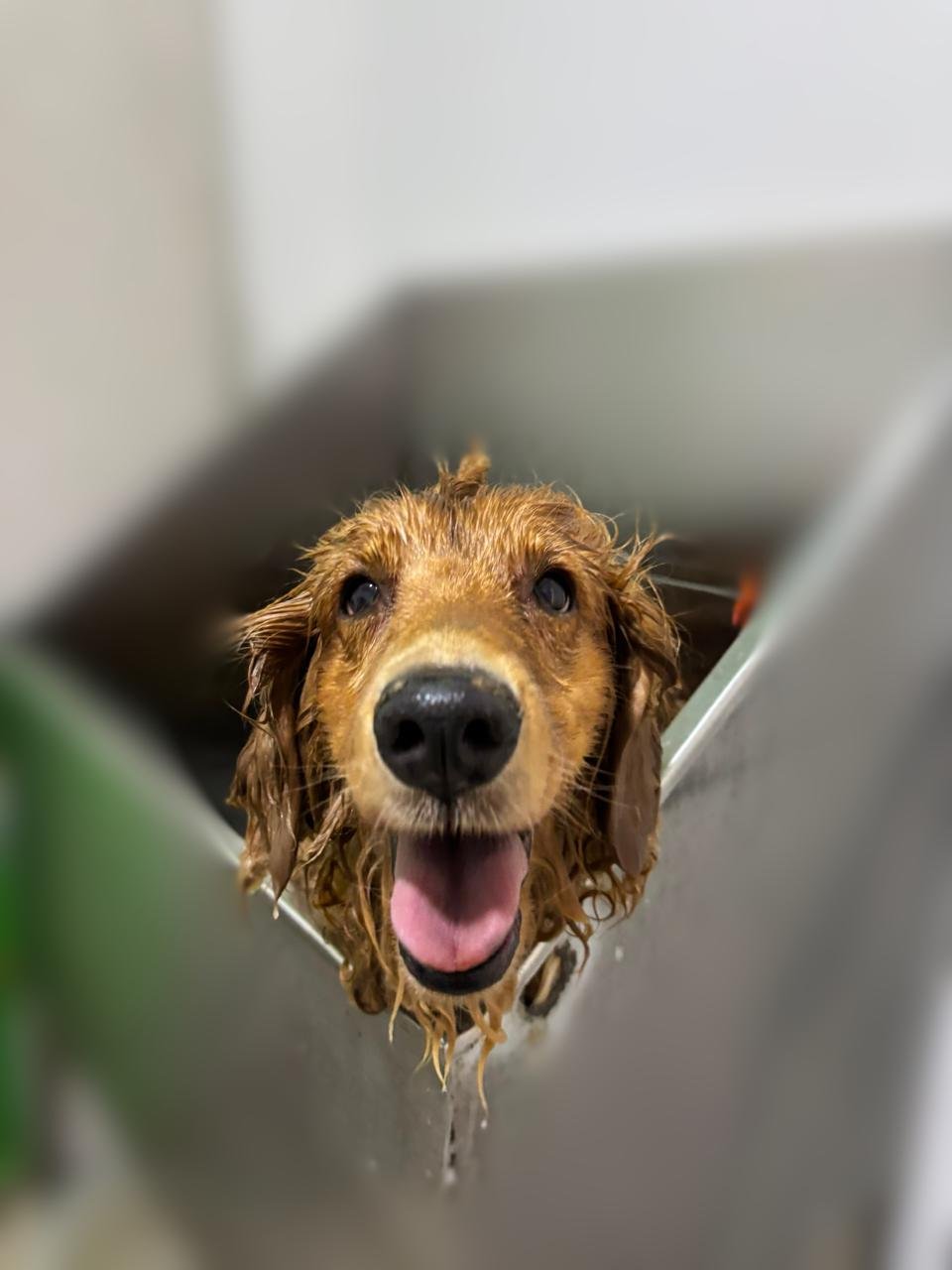 veterinaria para perros y gatos en león Golden Retriever en Estética BaDog León