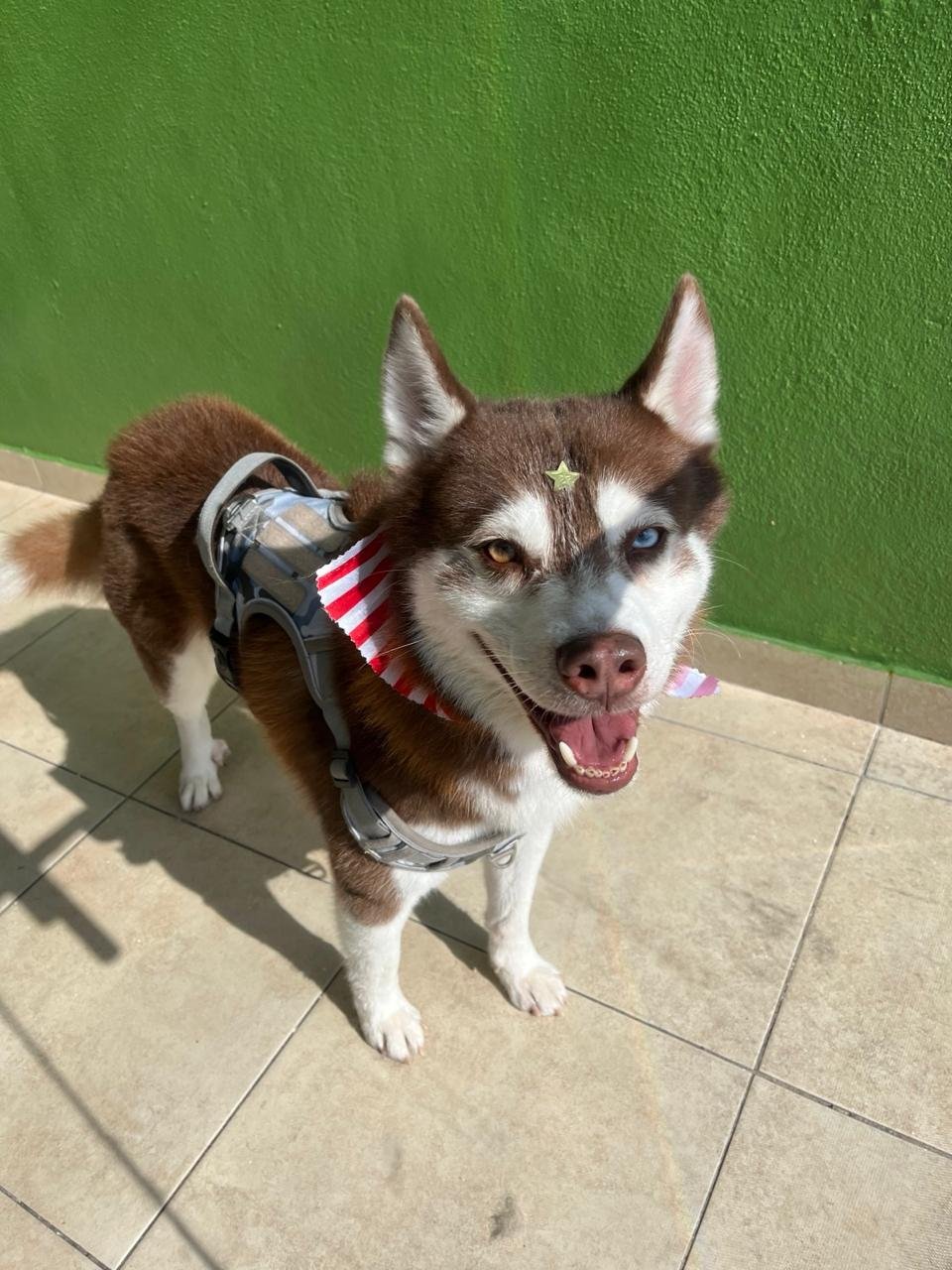 veterinaria para perros y gatos en león Husky en Estética BaDog León