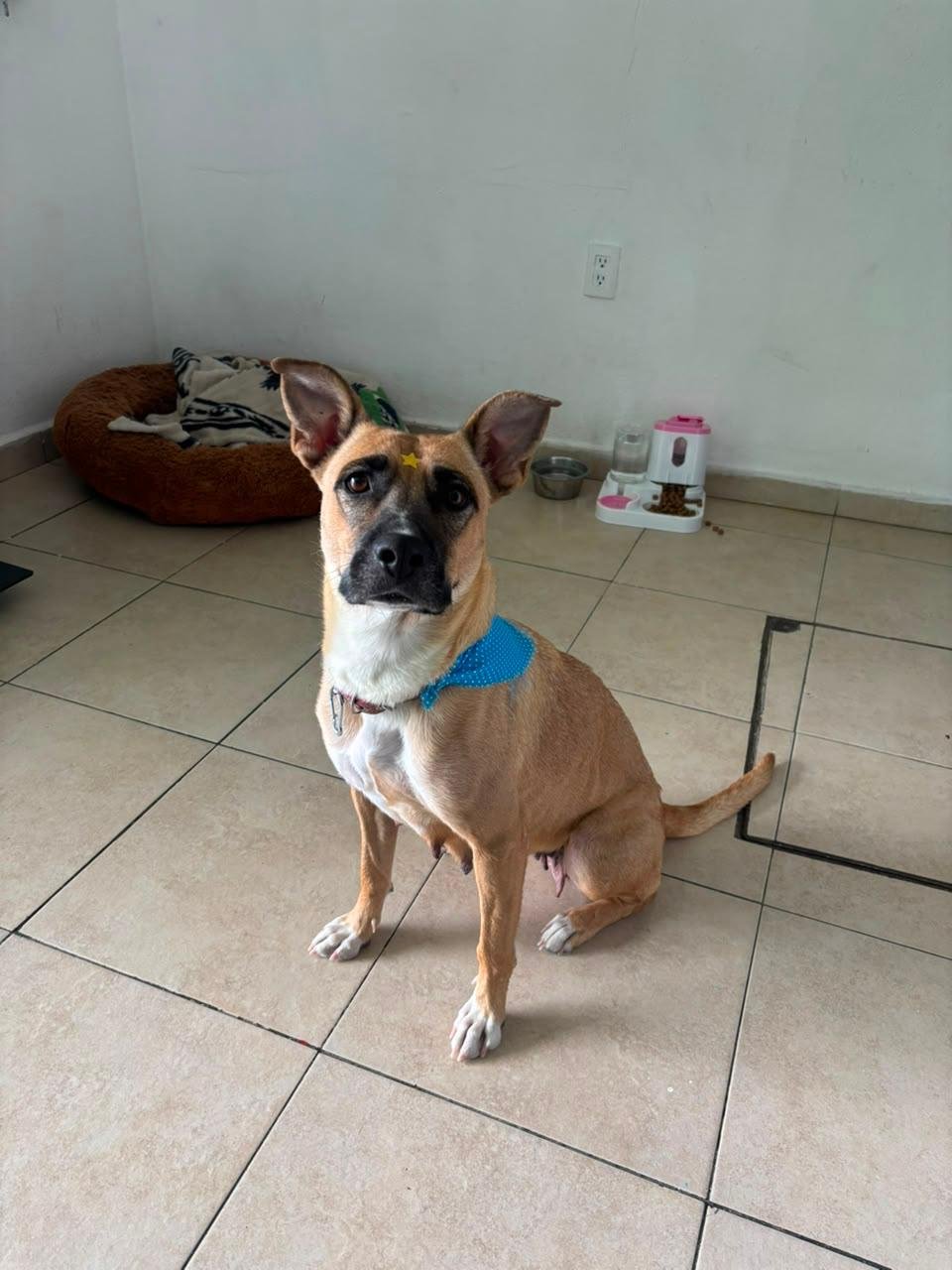 veterinaria para perros y gatos en león Perro mestizo en Estética BaDog León