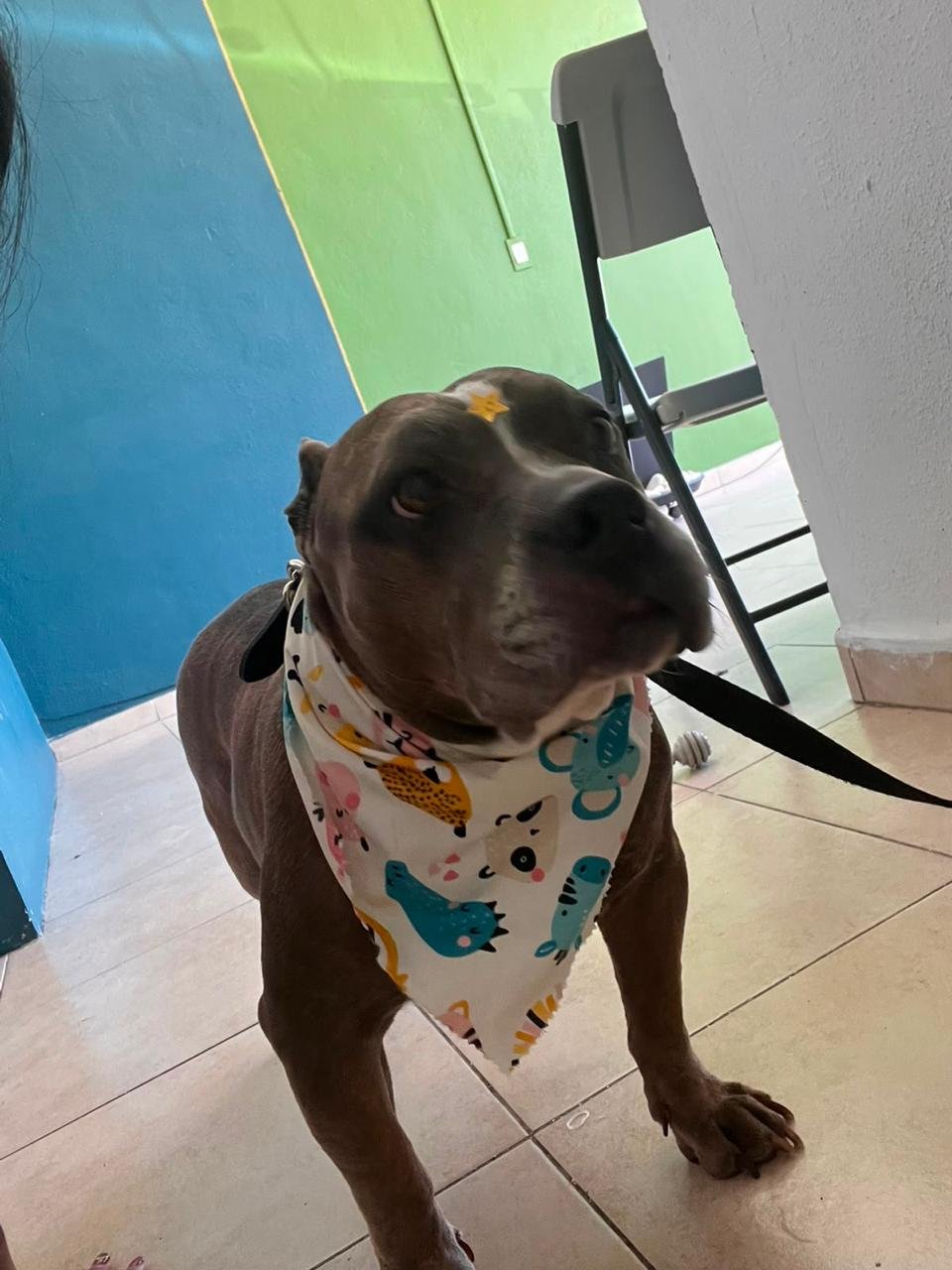 veterinaria para perros y gatos en león Pitbull en Estética BaDog León