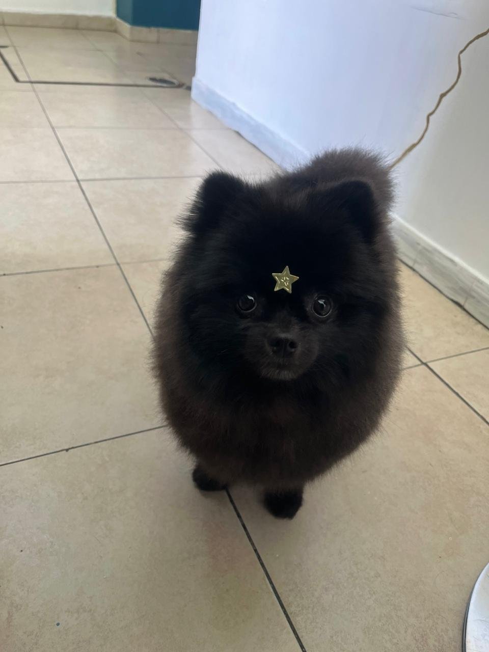 veterinaria para perros y gatos en león Pomerania en Estética BaDog León