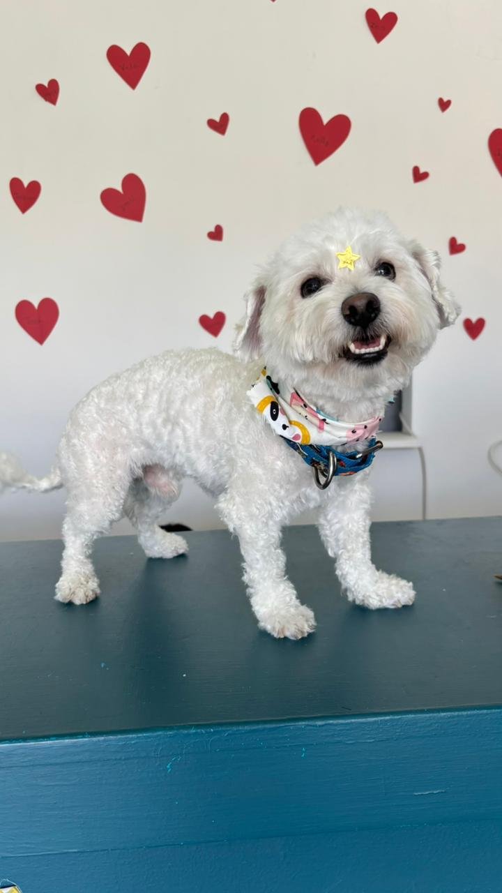 veterinaria para perros y gatos en león Poodle en Estética BaDog León