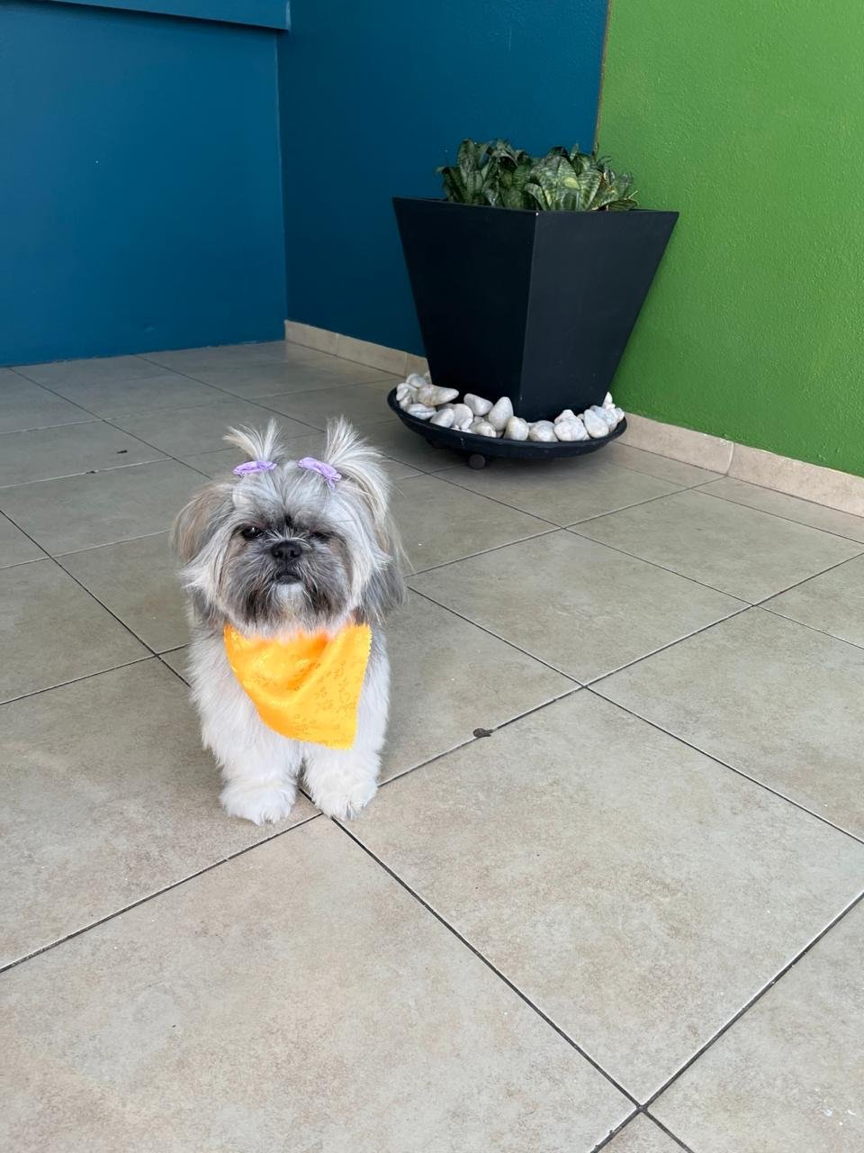 veterinaria para perros y gatos en león Shih Tzu en Estética BaDog León