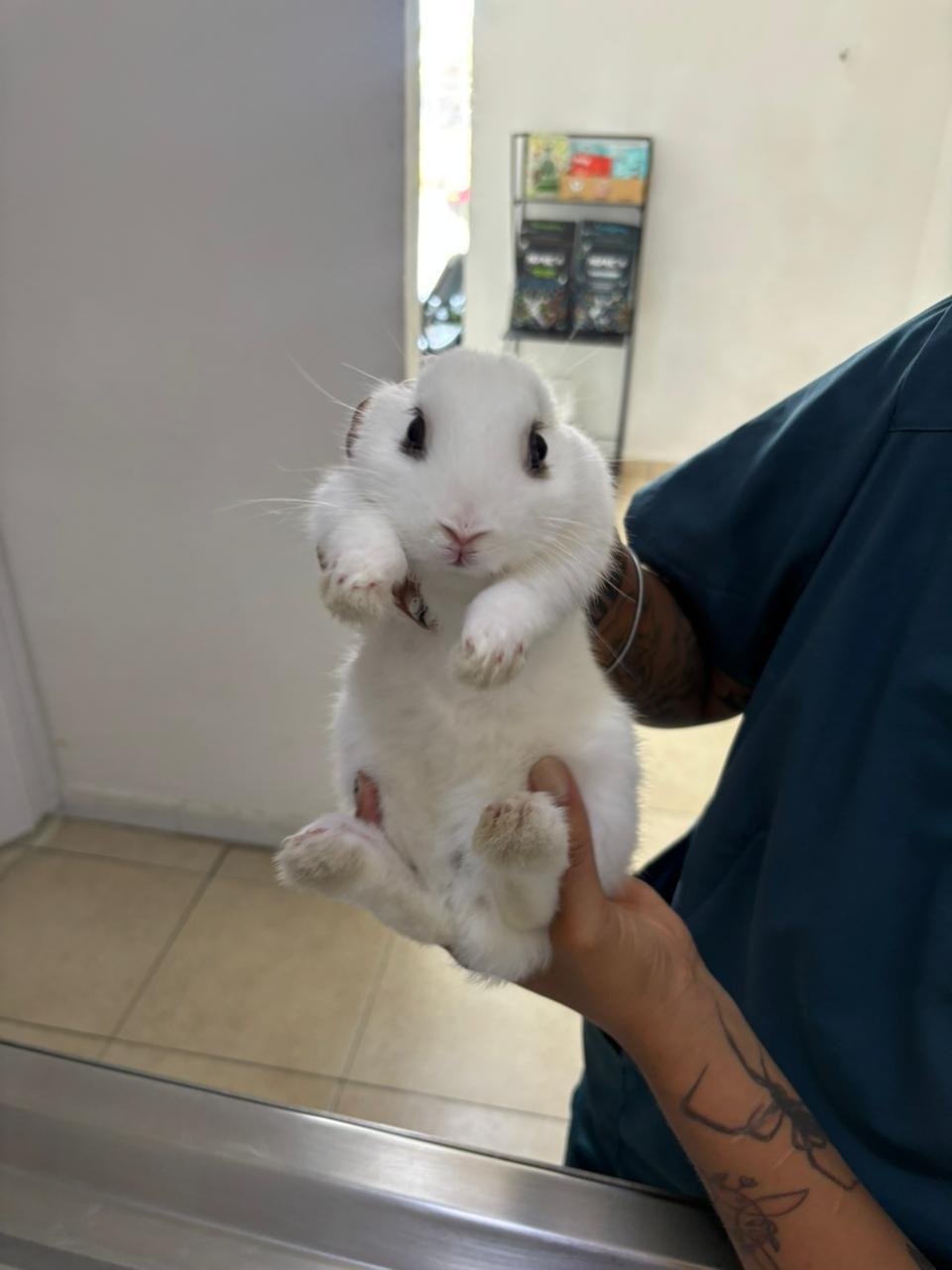veterinario animales exóticos en león Conejo en consulta veterinaria en Mascotas BaDog, León
