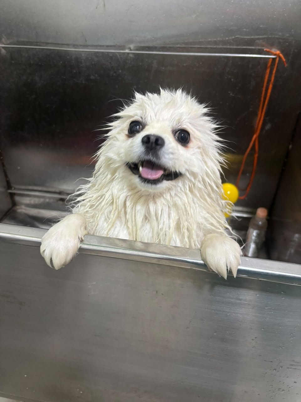 Inicio Pomerania en estetica canina en León Guanajuato