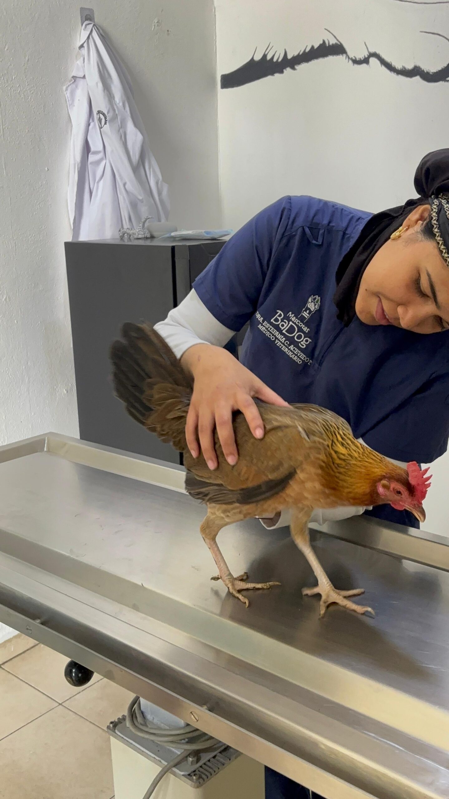 Animales Exóticos Ave de corral en consulta veterinaria
