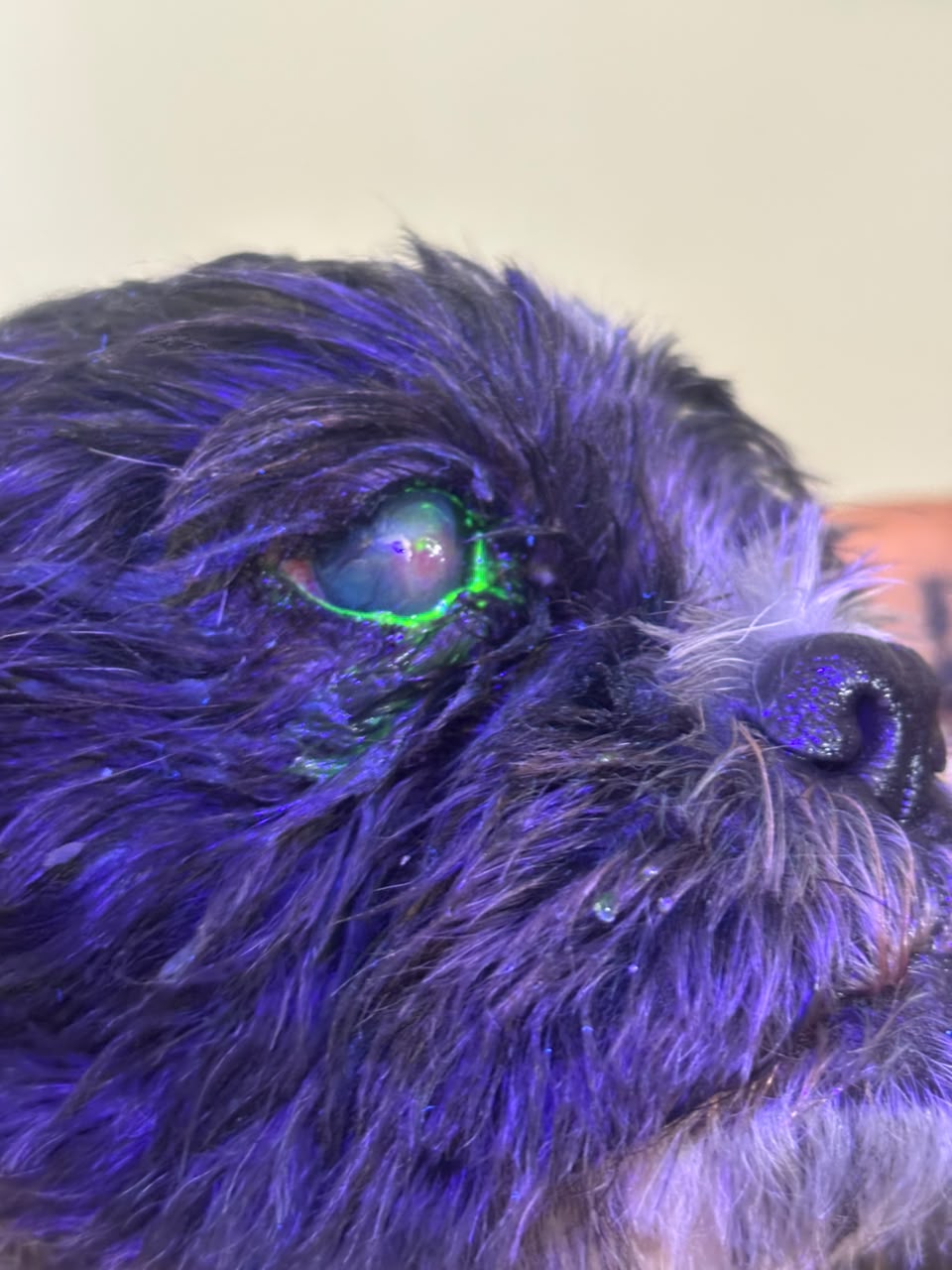 Inicio Examen oftalmológico a perro en Mascotas BaDog León Gto