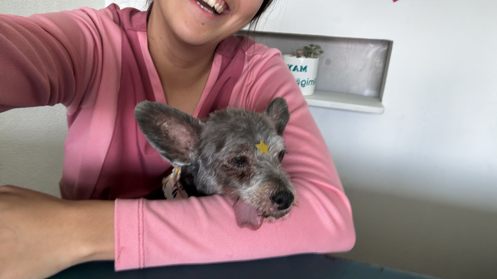 Inicio Perro senior en consulta de geriatría veterinaria en León