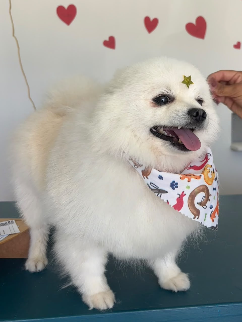 Perro pomerania feliz en consulta de estética en Mascotas BaDog, veterinaria en León Gto.