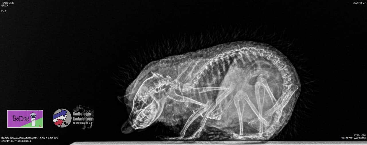 Radiografía de erizo, animal exótico atendido en Mascotas BaDog