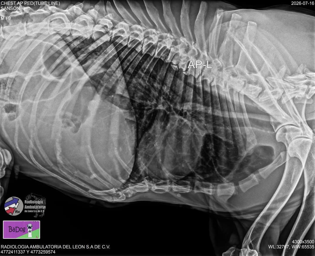 Radiografía de tórax realizada en Mascotas BaDog León