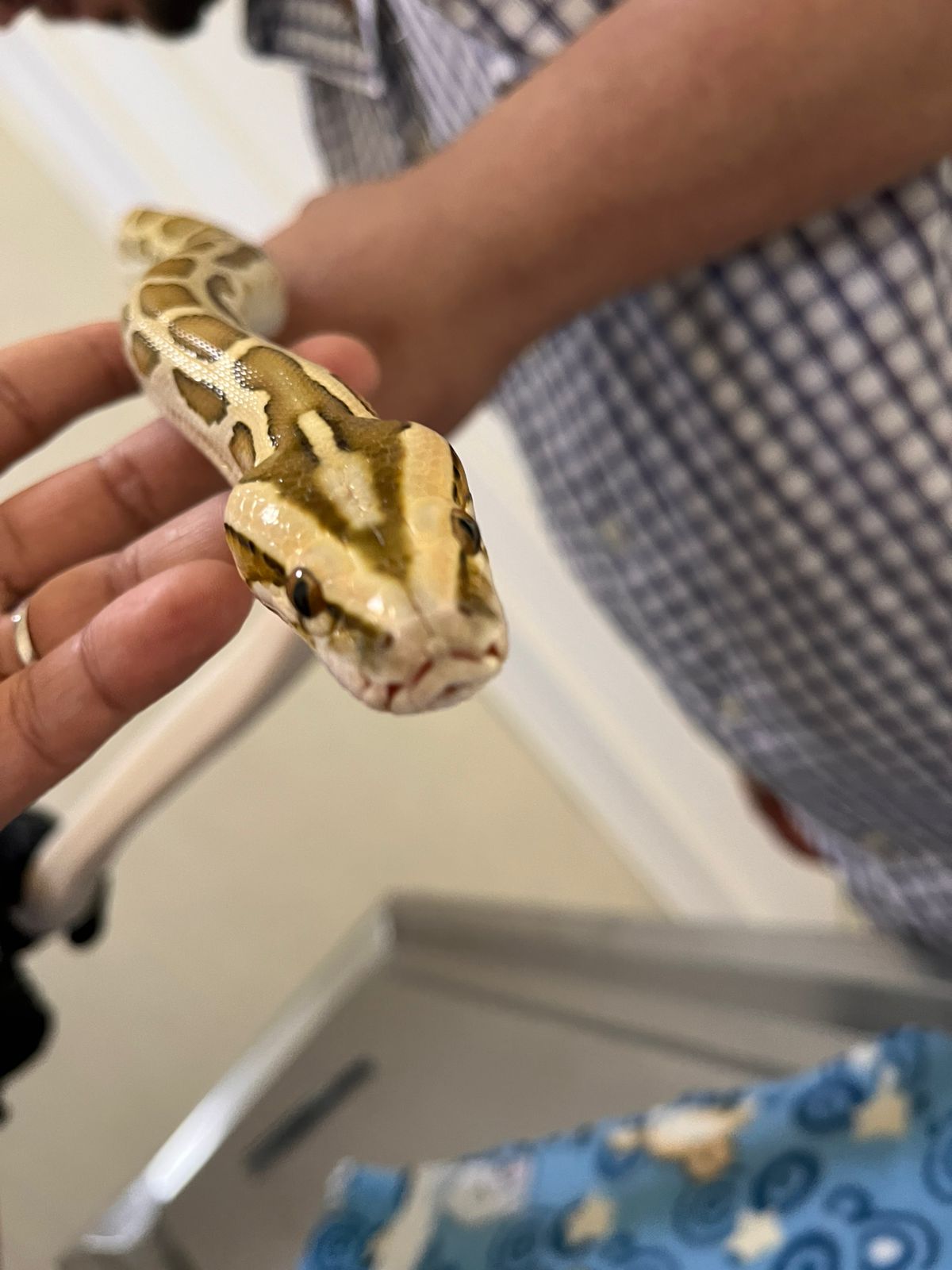 Animales Exóticos Serpiente en revisión veterinaria en Mascotas BaDog