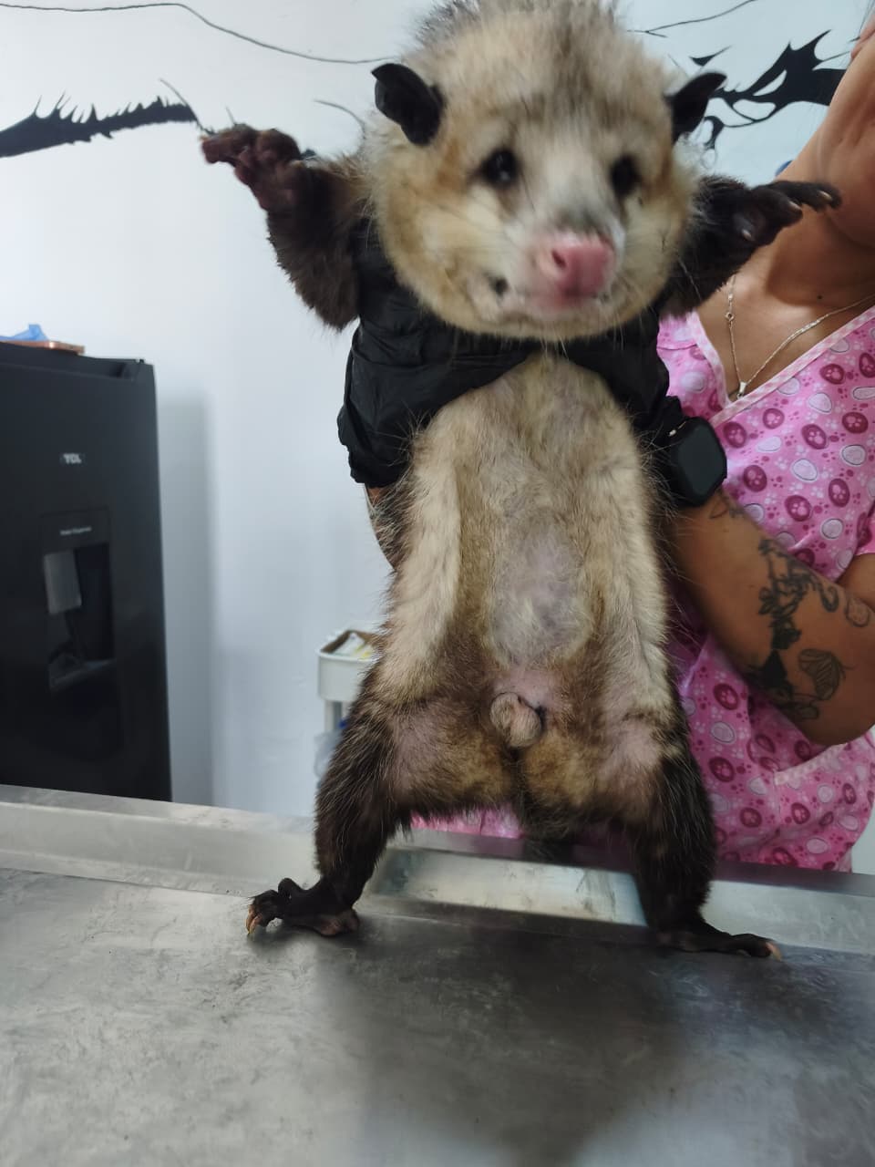 Inicio Consulta veterinaria de tlacuache en Mascotas BaDog León