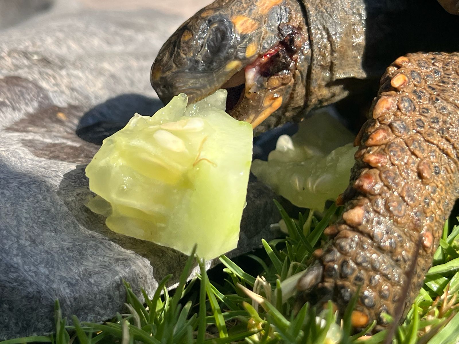Animales Exóticos Tortuga en consulta veterinaria en León