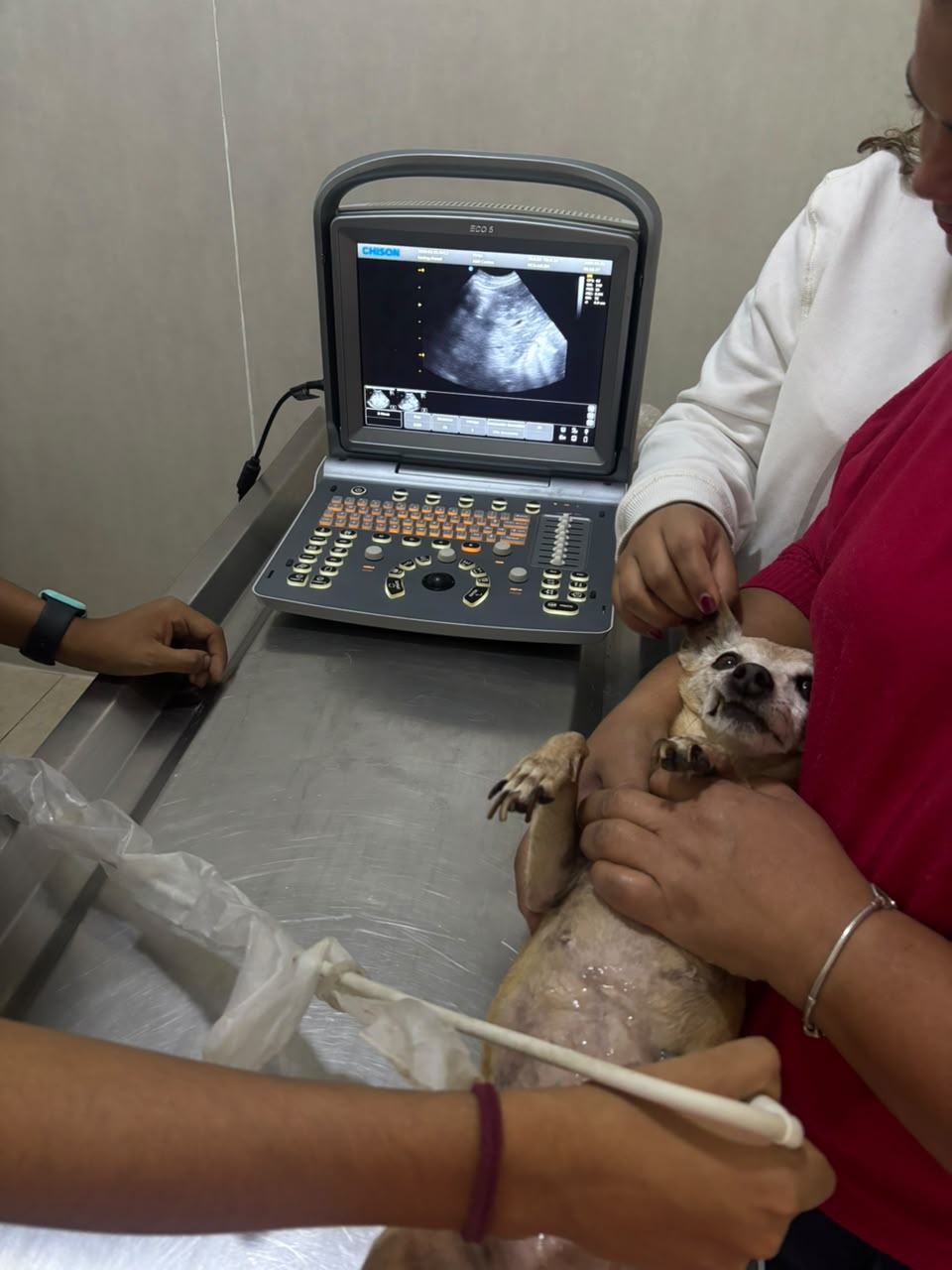 Estudio de ultrasonido veterinario en Mascotas BaDog